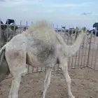 قعود عمره 6 شهور