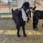 تيس عارضي صنف