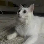 للبيع قطه شيرازي ابيض انثى عمرها سنه ونص