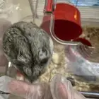تبني