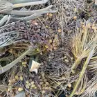 قنيان خلاص ونوايع بسر ما استوى مجاني