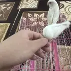 زوج روز هدد اليف البينو عيون حمر