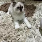 قطة أنثي هملايا