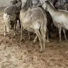 مراح سواكن