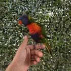 لوري ينبو اليف و متكلم و يرقص و لعوب مشاء الله