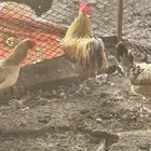 ديك بلدي وثلاث دجاج بياض للبيع