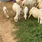 ضان مناتيج