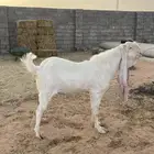 تيس صنف
