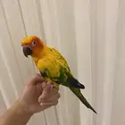 بغغاء صن كنيور   محجل