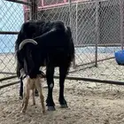 عنزين مولده للبيع