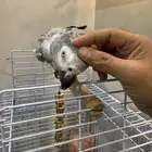 انثى كاسكو