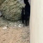 تيس قزم