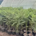 جاكرندا بنفسجي طول متر