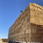 تبن
