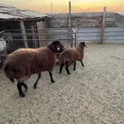 رغوث ثنية تحتها خروف ذبيحة