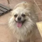 شيواوا للتبني