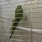 انثى دره منتجه مشاء الله تم بيع فروخها قبل شهر