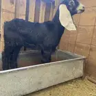 جفره عارضيه