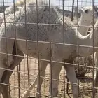 حشو طيبه
