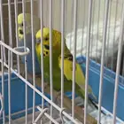 طيور الحب بصحة جيدة