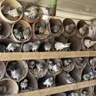 حمام سلفر وهندي ودجاج باكستاني وعادي