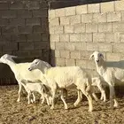 للبيع حريات والد