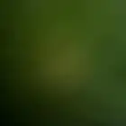 مطلوب ددسن مسقطه ب اوراقه