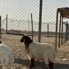 خرفان أربع شهور وما فوق فيها خمس شهور