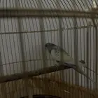 طير حب