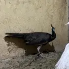 طااوس ذكور