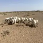 بهم حري طيب 20