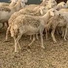 للبيع غنم حريات مواليد ودفيع