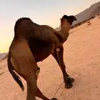 جمل فحل للبيع