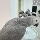 افروخ كاسكو