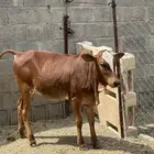 حسيله بلدي
