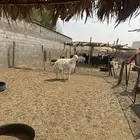 فحل رباع صنف مشروط من كل شي