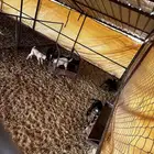 معزا ولد للبيع