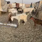 البيع