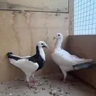حمام سوري