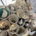 حمام فرنسي سوبر جانبو منتج شرط