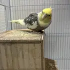 كروان كوكتيل ذكر