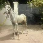 مهر عربي
