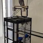 كاسكو إفريقي سوبر جامبو أليف متكلم ومعه 3 أقفاص