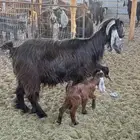 رغثه متاومه