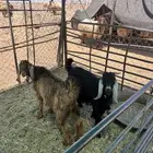 تيوس فل الفل