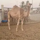 حمرا كفو ضريبه (( تم البيع ))