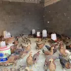 فروخ فرنسي احمر احجام فاخره