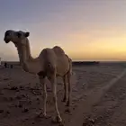 ناقه هامله