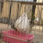 طير كروان للبيع