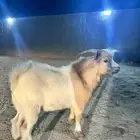 تيس صيني قزم